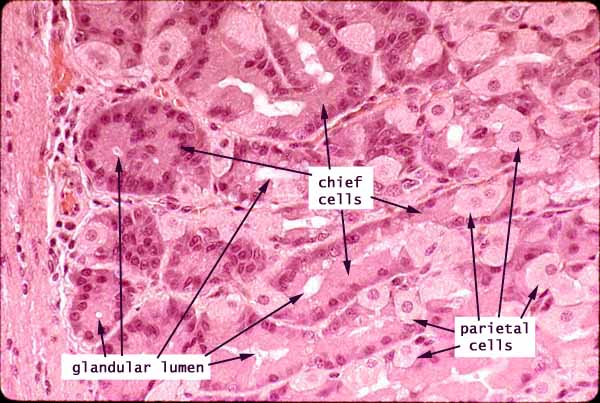 Stomach Cells