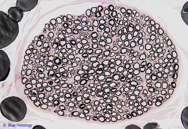 peripheral nerve histology cross section