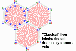 hepatic lobule model