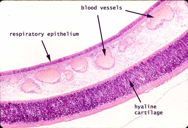 hyaline cartilage connective tissue slide