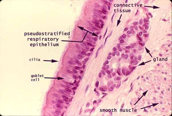 pseudostratified columnar labeled