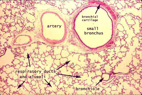 pulmonary artery histology