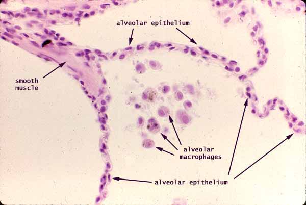 Alveolar Epithelium Histology