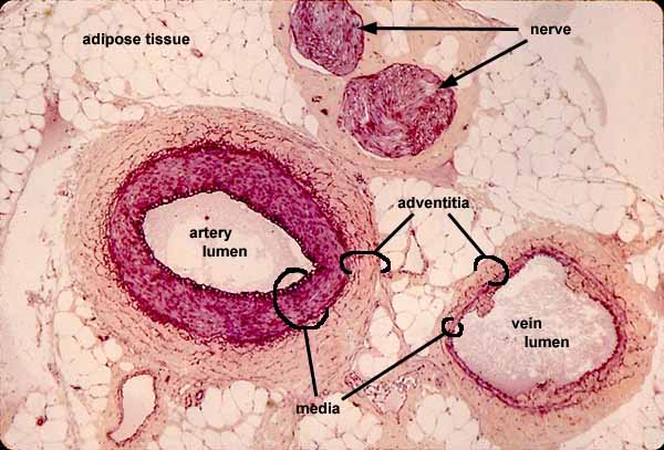 arteries and veins histology