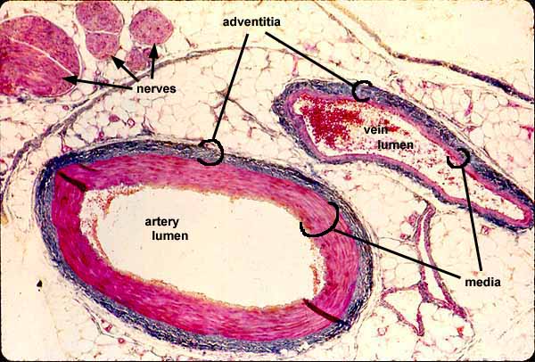 Histology At Siu