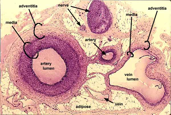 arteries and veins histology