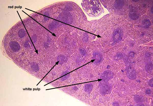 spleen histology