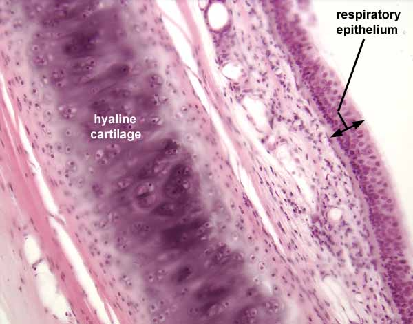 hyaline cartilage connective tissue trachea