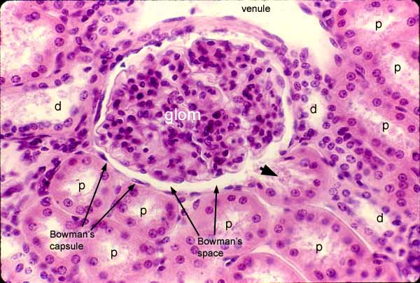 renal capsule histology