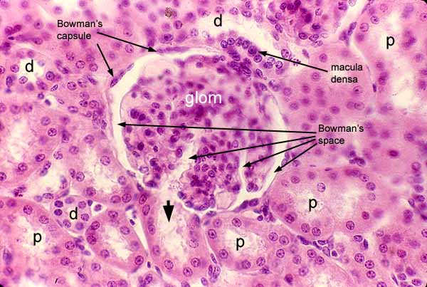 renal capsule histology