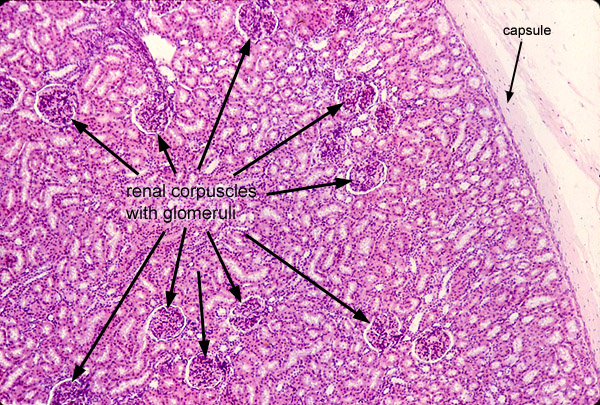 renal capsule histology