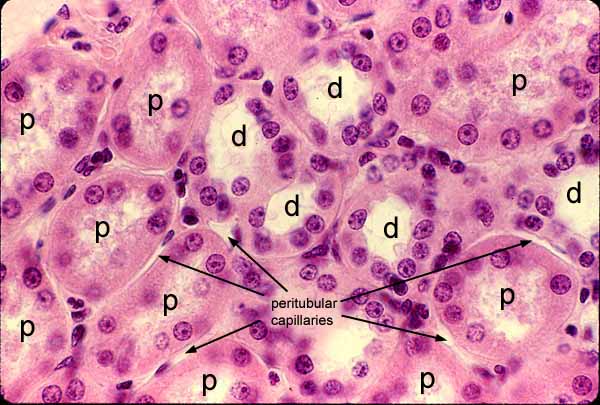 proximal convoluted tubule slide