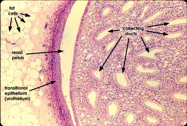 Renal Papilla Histology