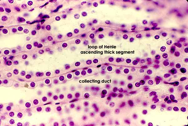 Kidney Medulla Histology Nephron Loop