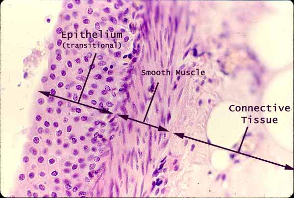 epithelial tissue under microscope