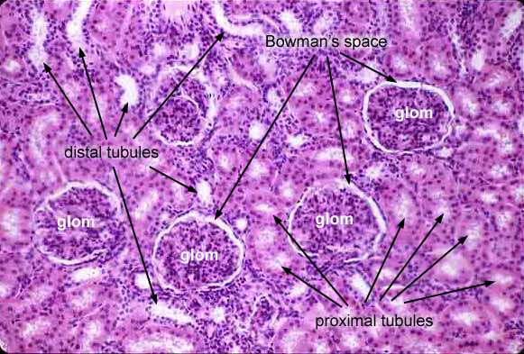 renal capsule histology