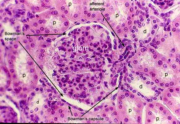 Kidney Histology Bowman's Capsule