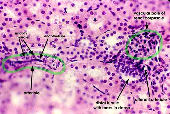 Juxtaglomerular Apparatus Jga