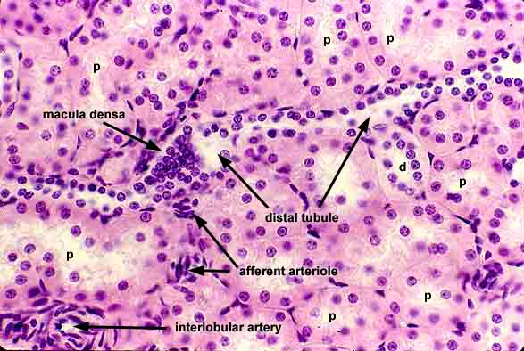 Histology at SIU