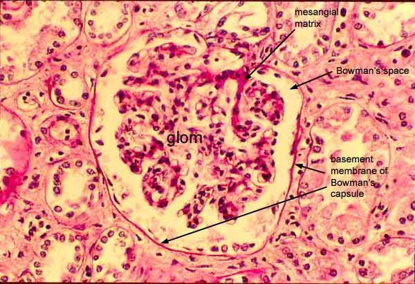 glomerular capsule histology