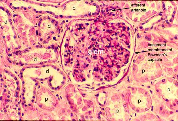 renal capsule histology