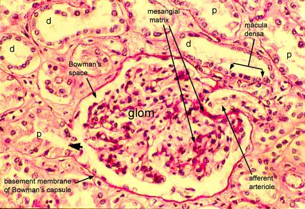 renal capsule histology