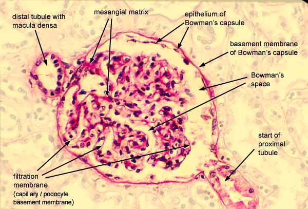 glomerular capsule histology