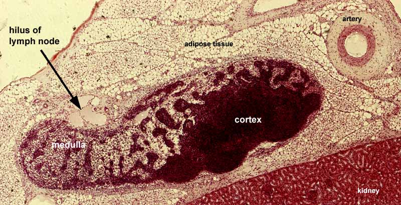 lymph nodes histology diagram