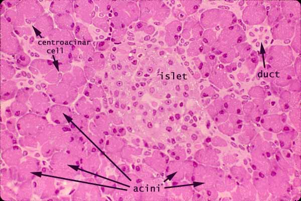 acinus of pancreas