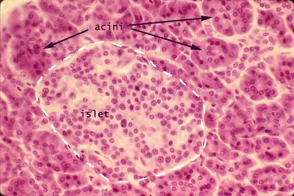 pancreas gland histology labeled