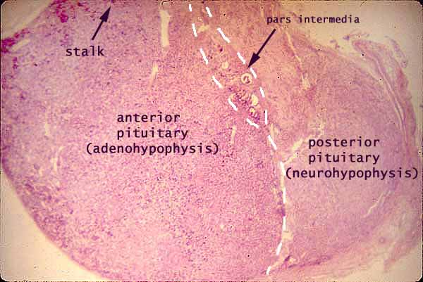 anterior pituitary histology labeled