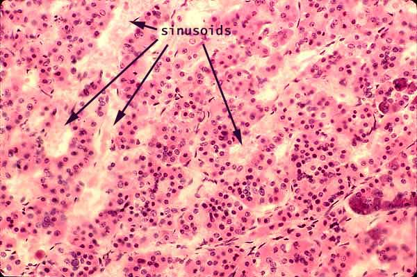 anterior pituitary gland histology