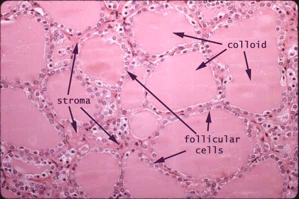 follicular colloid of thyroid