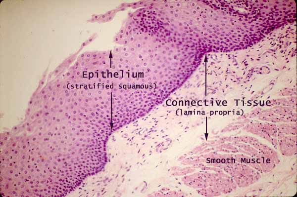 Histology At SIU