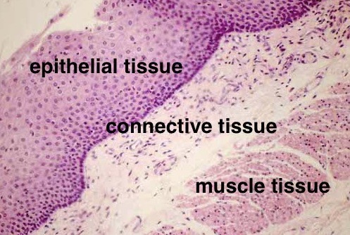coloring shape epithelial tissue