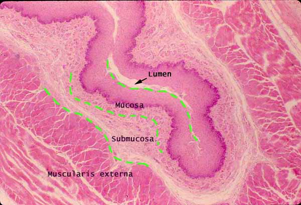 histology of esophagus and stomach