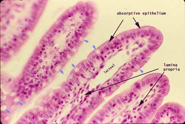 Small Intestine Villi Histology