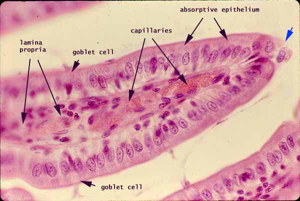 small intestine histology