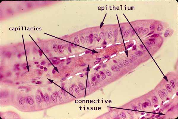 SIU SOM Histology INTRO