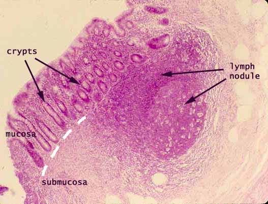 appendix histology