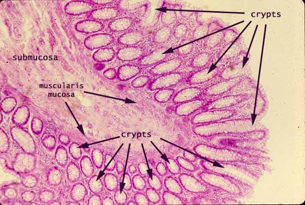 small intestine histology