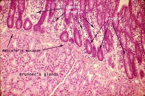 duodenum histology intestinal gland