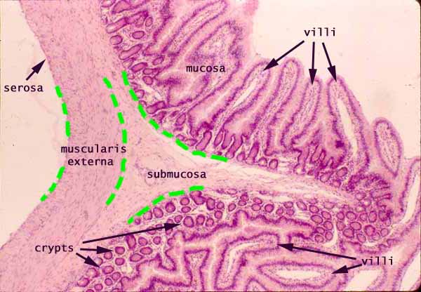 Small Intestine Histology Diagram