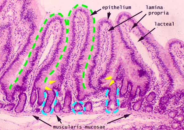 Lamina Propria Intestine