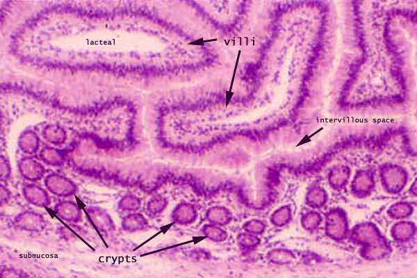 jejunum vs ileum histology