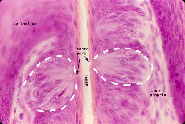 Tongue Labeled Slide