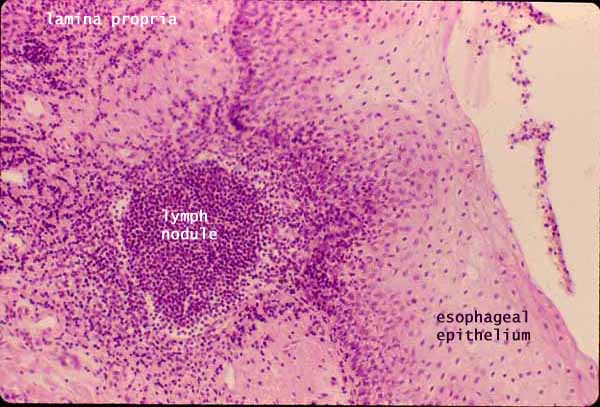 Histology At SIU