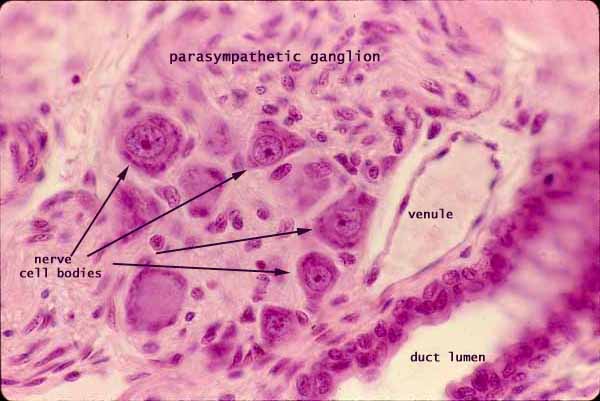 parasympathetic ganglion