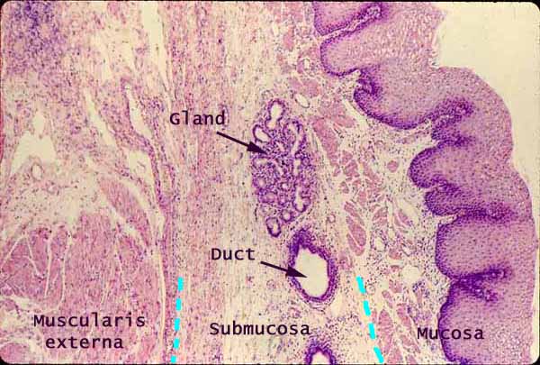 esophageal glands histology