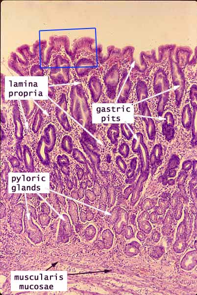 stomach histology gastric pit